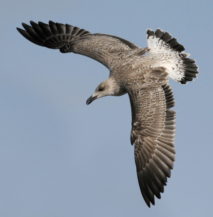 Juvenile Yellowlegged Gull BirdGuides